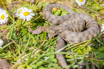 Snake,viper