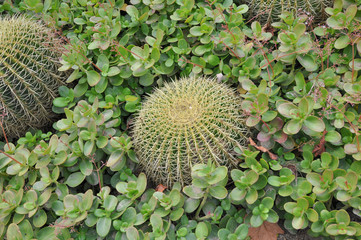 Cactus plant