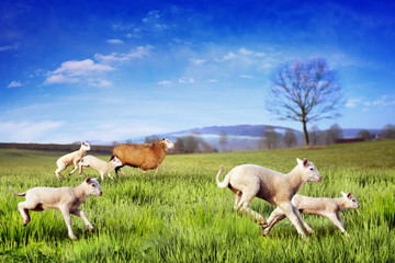 Lambs running across the meadow