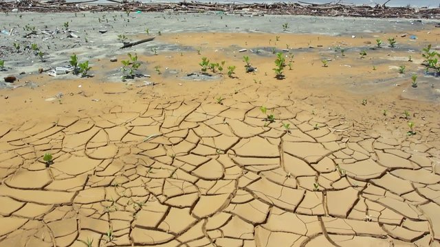 Cracked mud at the bottom of a drying pond