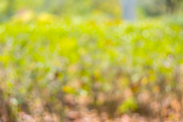 Abstract circular bokeh background from tree