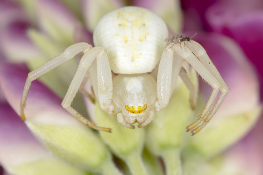 Goldenrod crab spider, Misumena Vatia with small gnat
