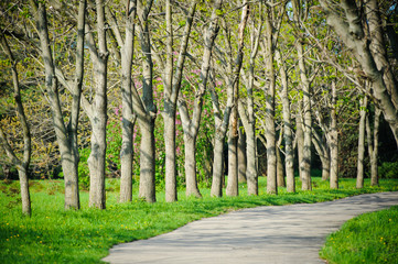 nature landscape at park summer time
