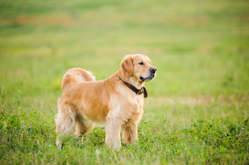 Labrador retriever, staying in front of grass background