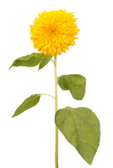 Decorative sunflower