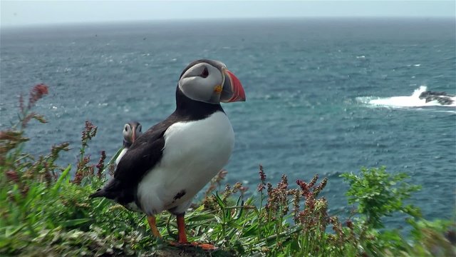 Arctic Puffin - Isle of Lunga - Scotland