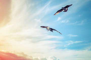 Seagulls flying oncolorful  cloudy sky background