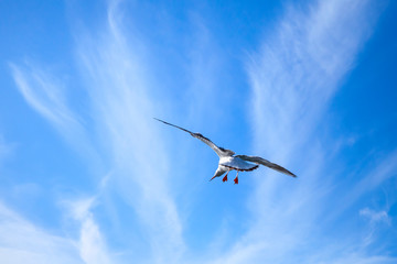 White seagull on cloudy sky background