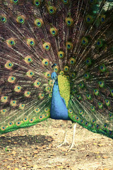 Obraz premium Peacock in tropical forest with feathers out, retro photo filter
