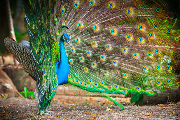 Naklejka premium Wild peacock in theforest with feathers out