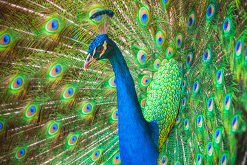 Closeup photo of wild Peacock with feathers out