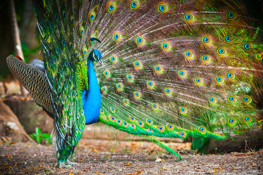 Fototapeta Wild peacock in theforest with feathers out