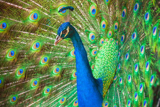 Fototapeta Closeup photo of wild Peacock with feathers out