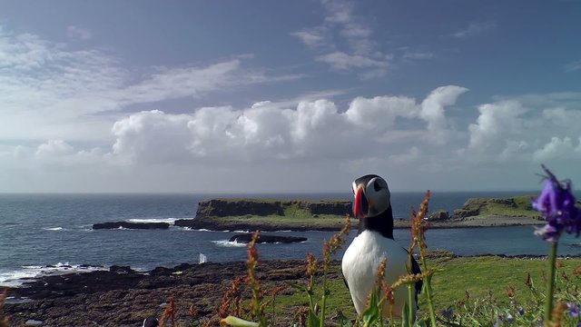 Arctic Puffin _ Isle of Lunga - Scotland