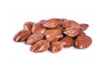 Fasularo. Callista chione