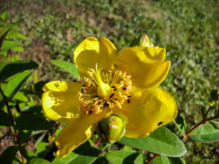Big yellow flower with small bugs