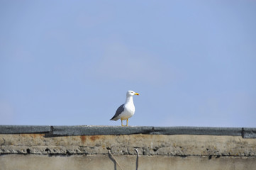 Urban seagull