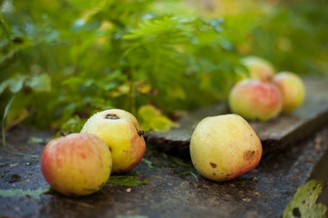 Fresh apples after rain