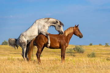 Fototapeta na wymiar Two horse coupling