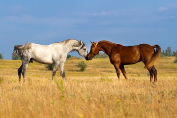 Naklejka na ściany i meble Horses attracted to each other