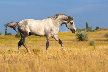 Obraz na płótnie Canvas Beautiful grey trotter horse run at the morning
