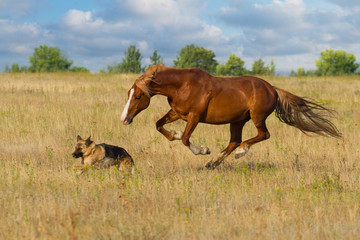 Red horse and dog play in the meadow