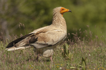 Egyptian Vulture (Neophron percnopterus), spain