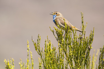 Singing Bluethroat, (Luscinia svecica), on a branch