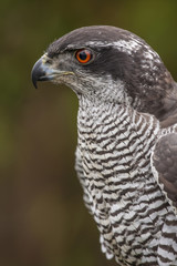 Spanish goshawk ,(Accipiter gentilis).