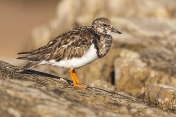 Ruddy Turnstone (Arenaria interpres) photographed in the Spanish