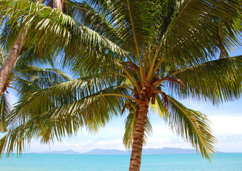 Palmen und Meer