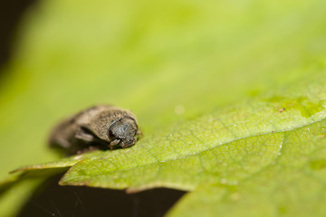 Siesta