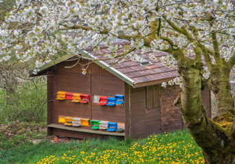 Bienenhaus in der Kirschblüte