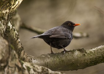 Blackbird (Male)