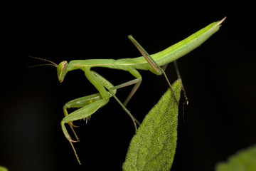 A prey ?