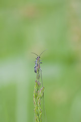 Fototapeta premium Hidden