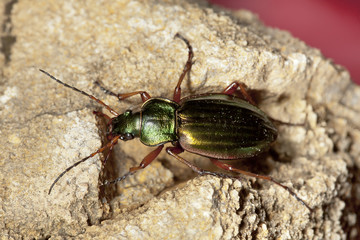 Living Jewel