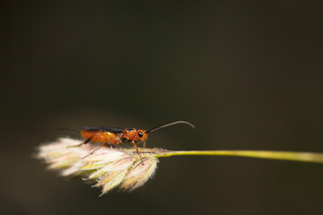 Resting