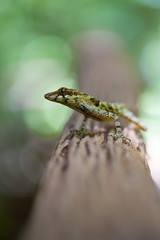 Obraz premium What ?