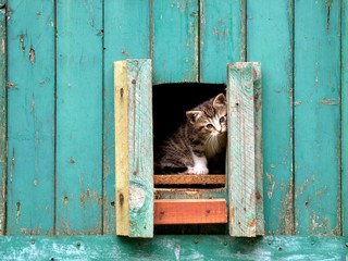 Kätzchen getigert schaut durch Öffnung in Holztür, türkis
