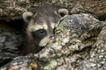 Baby Raccoon (Procyon lotor) Hides in Log