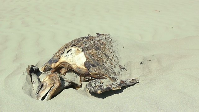 Dead loggerhead turtle on a beach on the Pacific coast of Ecuador, Probably died by drowning in a fishing net offshore.