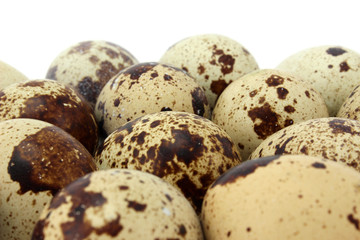 Many quail eggs