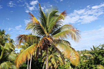View on Dominican palm forest