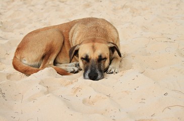 Dog sleeping on caribbean beach