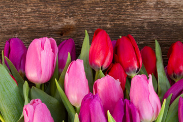 bouquet of  red and purple  tulip flowers