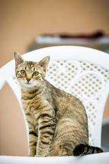 Hauskatze