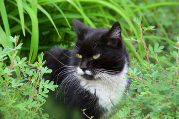 Freigänger im Garten