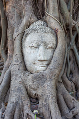 Wurzel buddha
