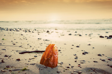 Amber stone on the beach. Precious gem, treasure. Baltic Sea